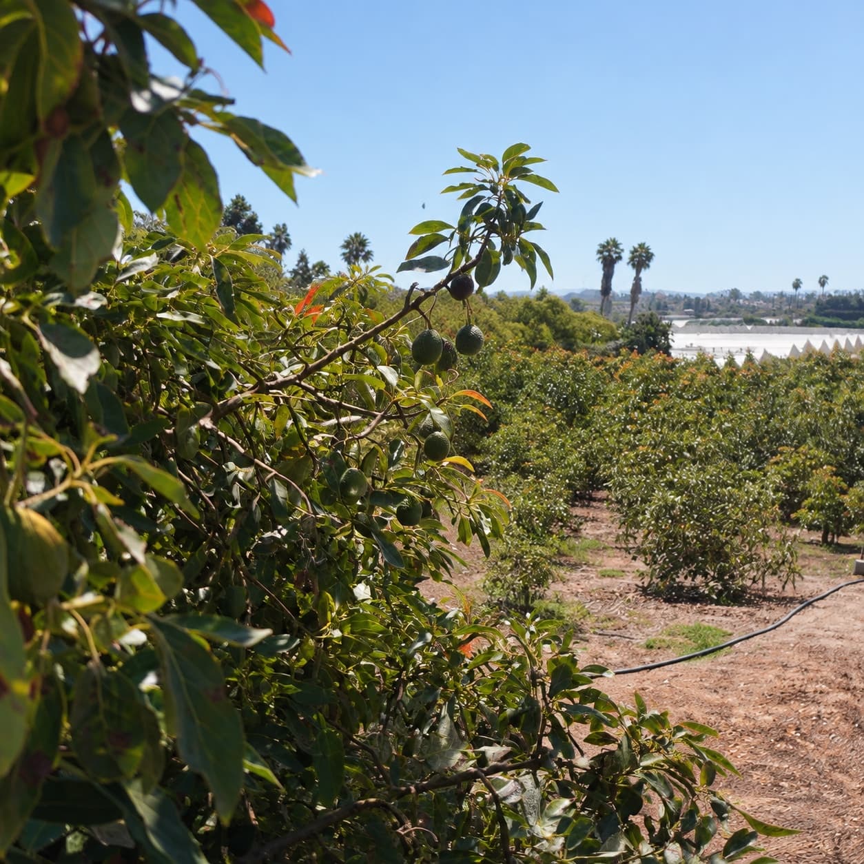 Avocado-laden branches overlooking the Welty family orchard in Carpinteria